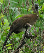 Grey-headed Chachalaca