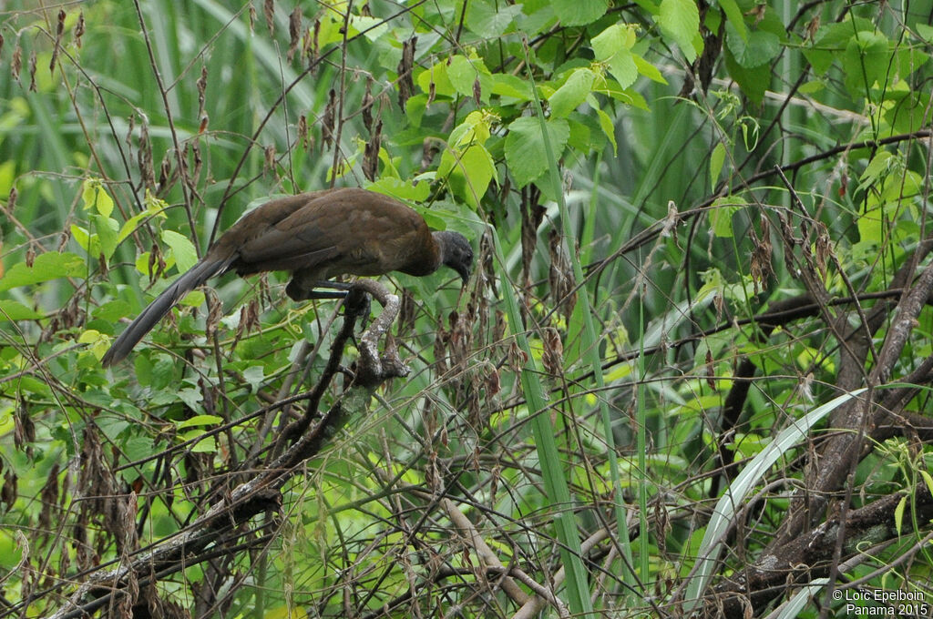 Grey-headed Chachalaca