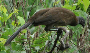 Grey-headed Chachalaca