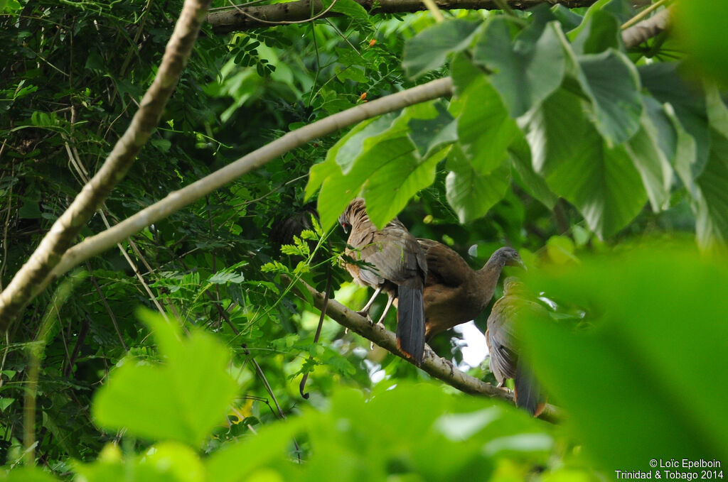 Ortalide à ventre roux