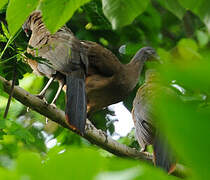 Rufous-vented Chachalaca