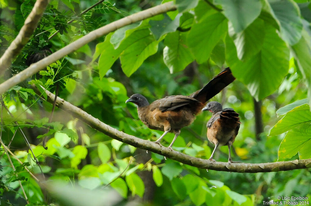 Rufous-vented Chachalaca