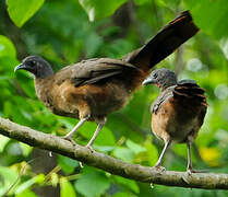 Rufous-vented Chachalaca