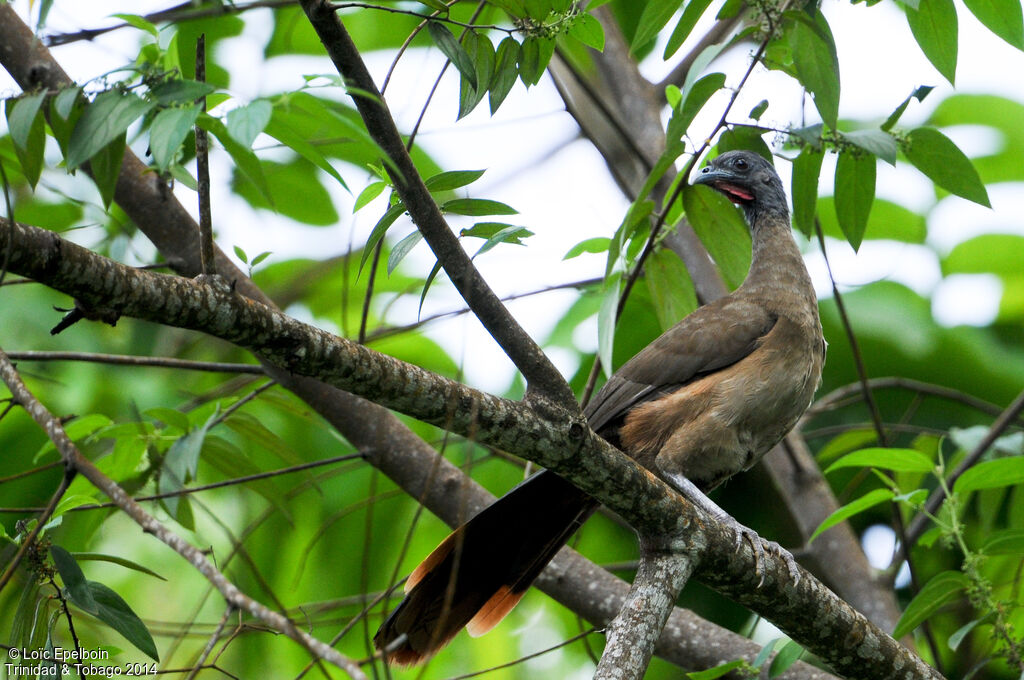 Rufous-vented Chachalaca