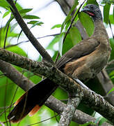 Rufous-vented Chachalaca