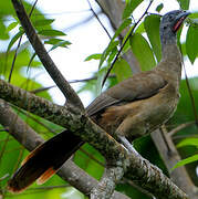 Rufous-vented Chachalaca