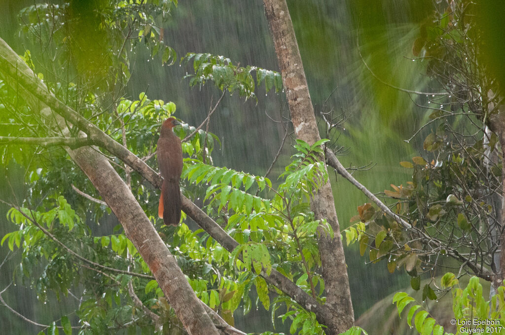 Little Chachalaca