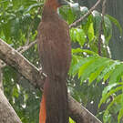 Ortalide motmot