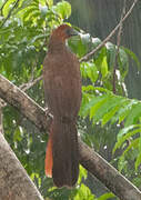 Little Chachalaca