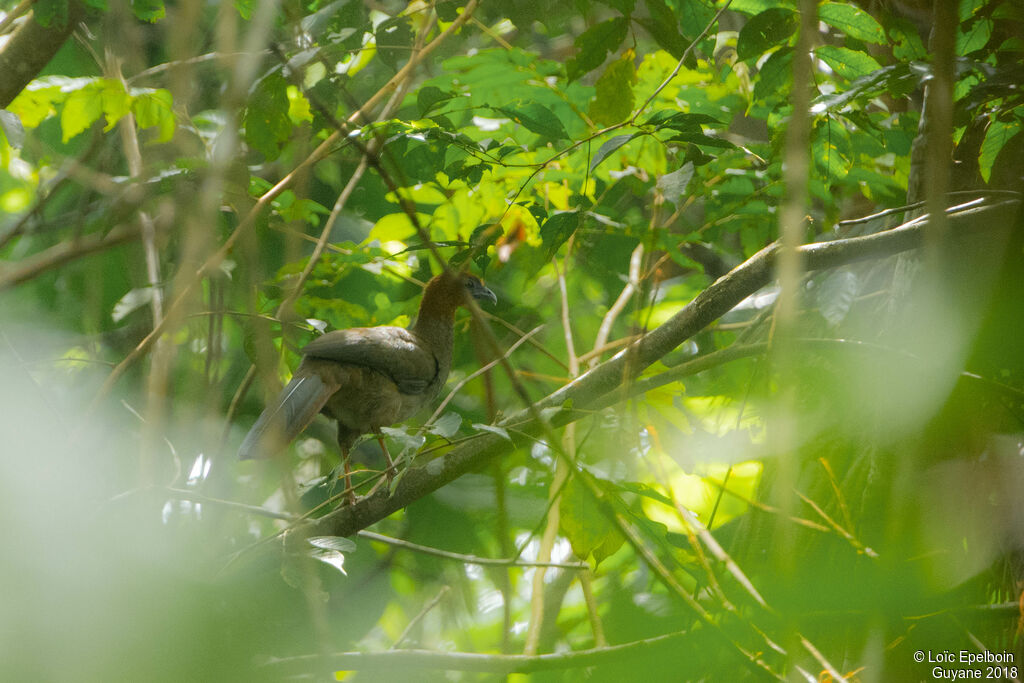 Little Chachalaca