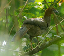 Little Chachalaca