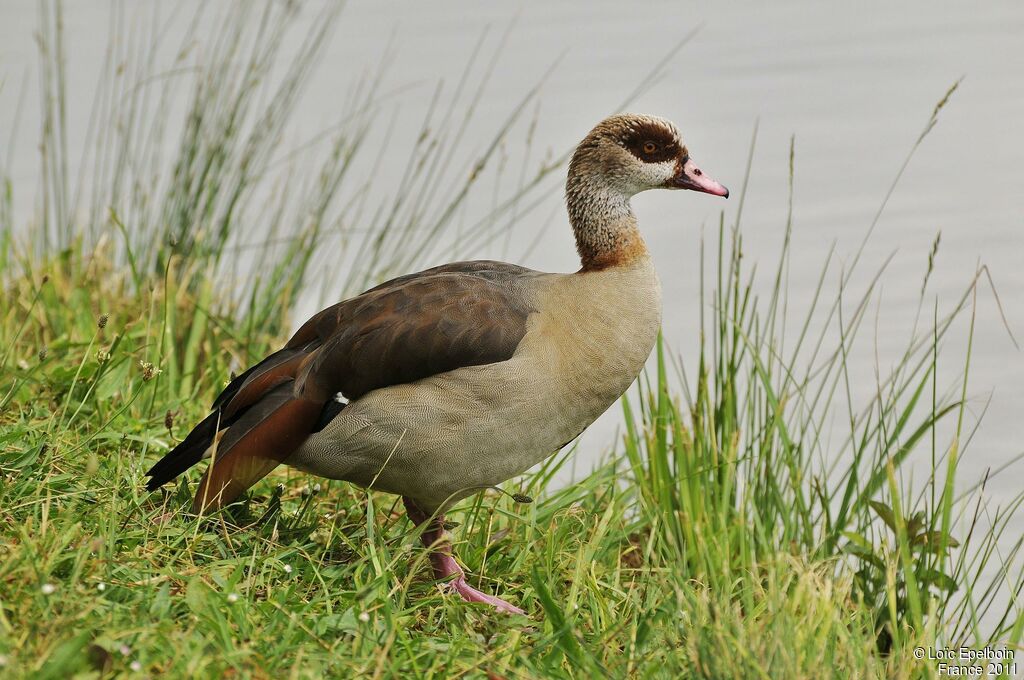 Egyptian Goose