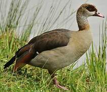 Egyptian Goose