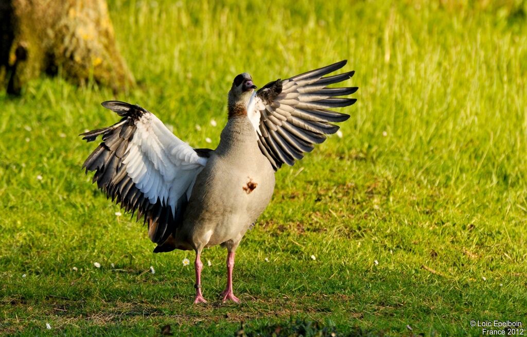 Egyptian Goose