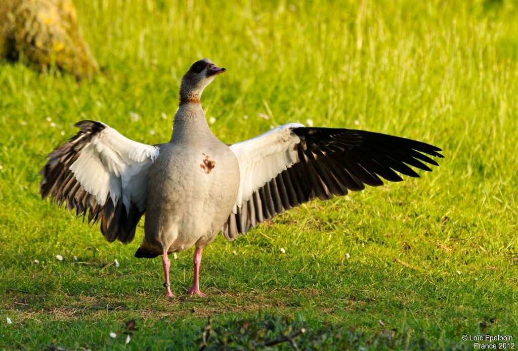 Egyptian Goose