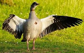 Egyptian Goose