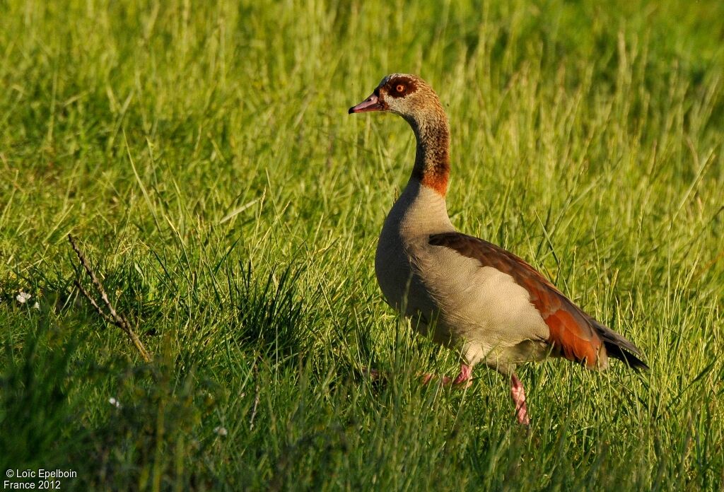 Egyptian Goose