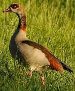 Egyptian Goose