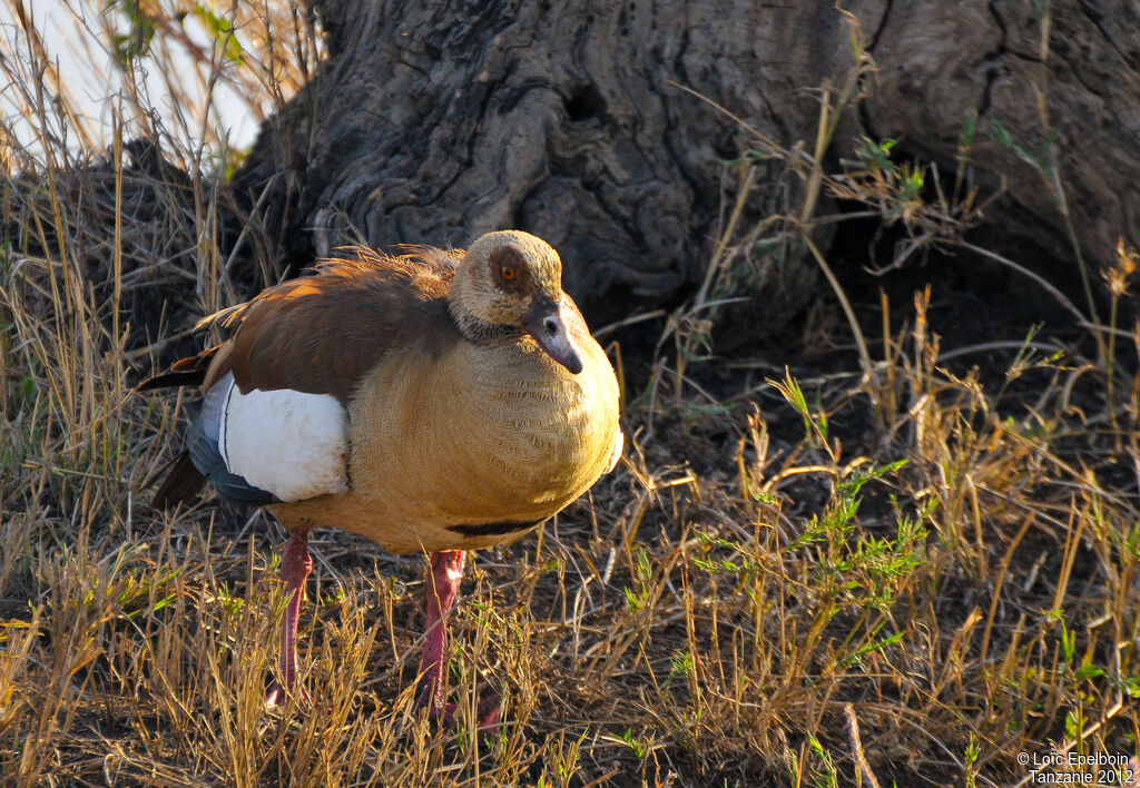 Egyptian Goose