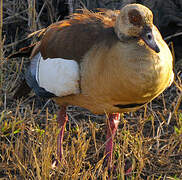 Egyptian Goose