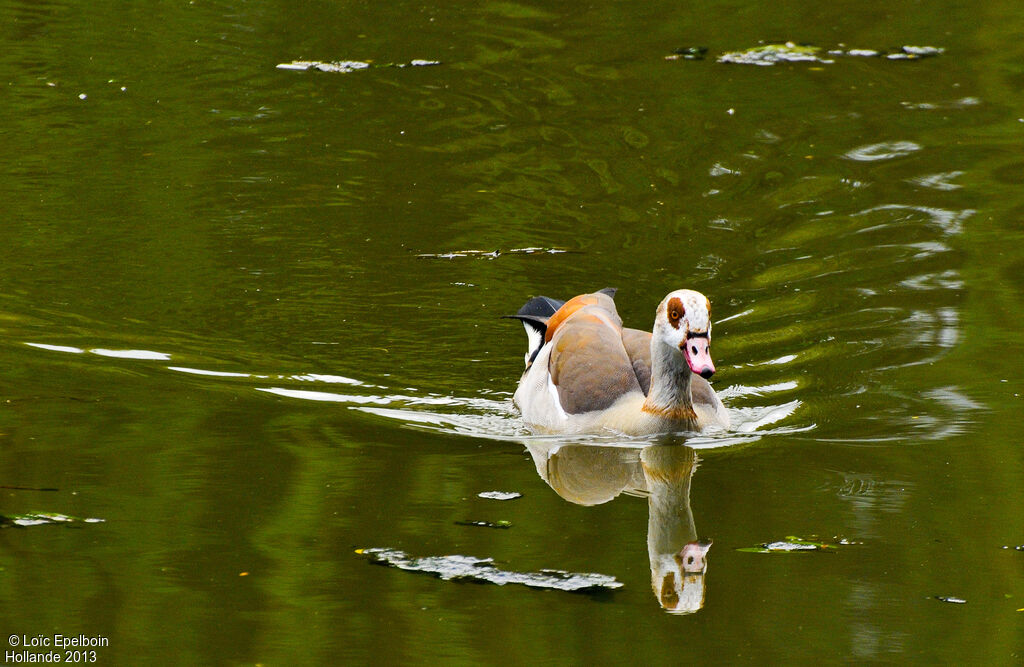 Egyptian Goose