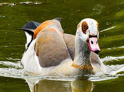 Egyptian Goose