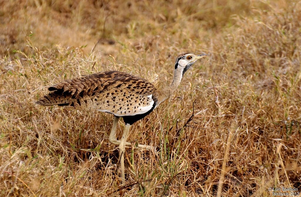 Black-bellied Bustard