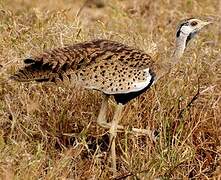 Black-bellied Bustard