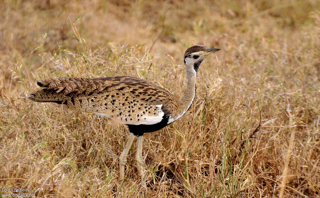 Black-bellied Bustard male adult, identification