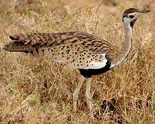 Black-bellied Bustard