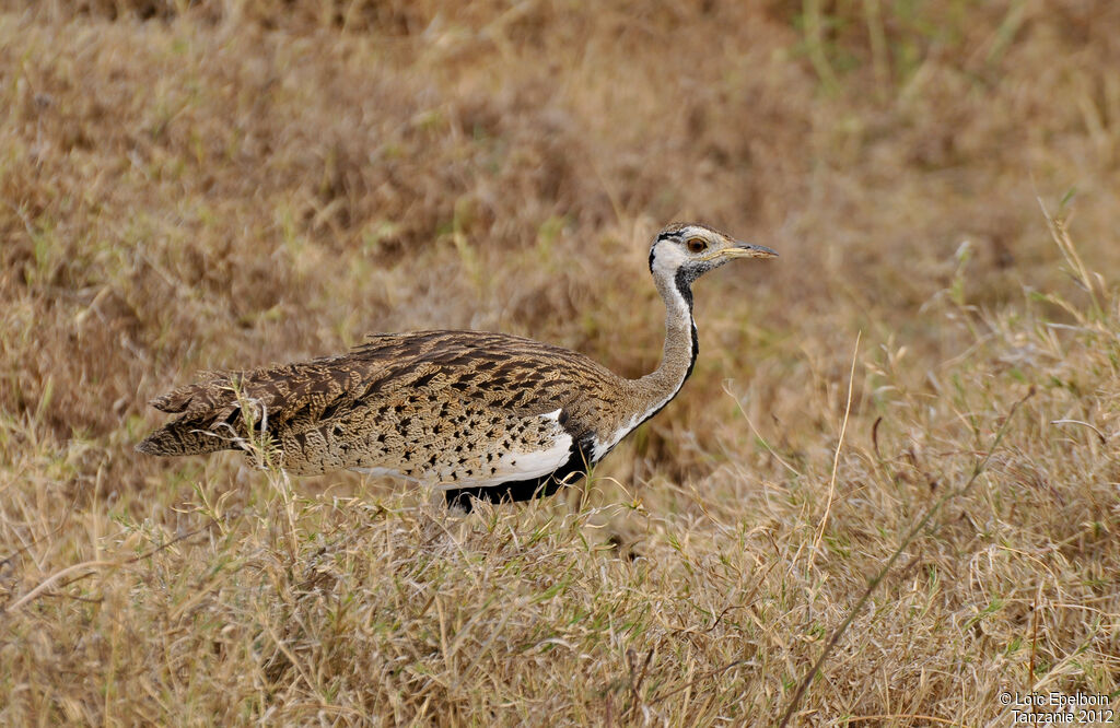 Black-bellied Bustard