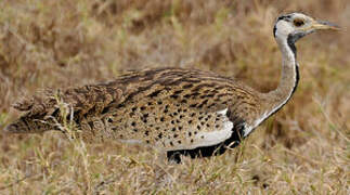 Black-bellied Bustard