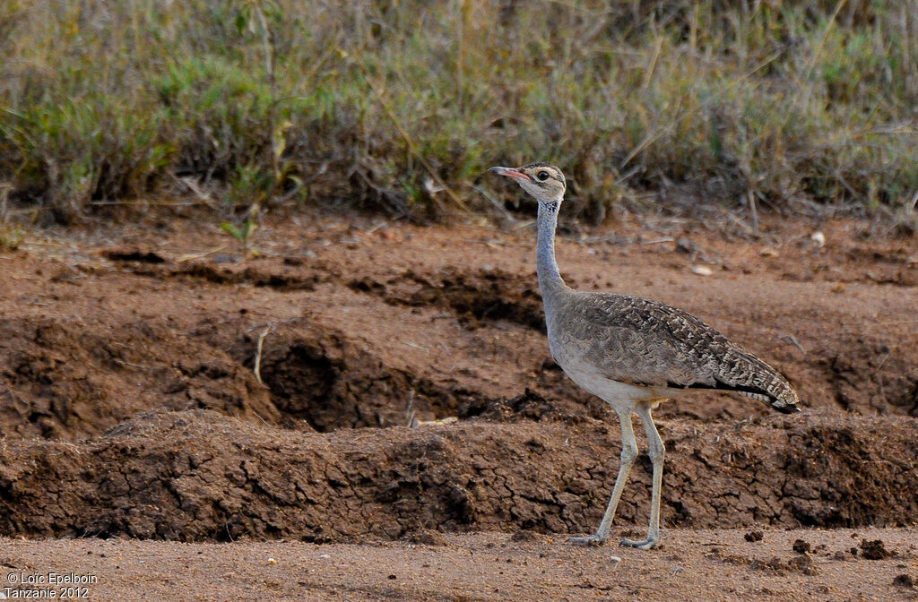 White-bellied Bustard