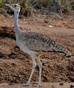 White-bellied Bustard