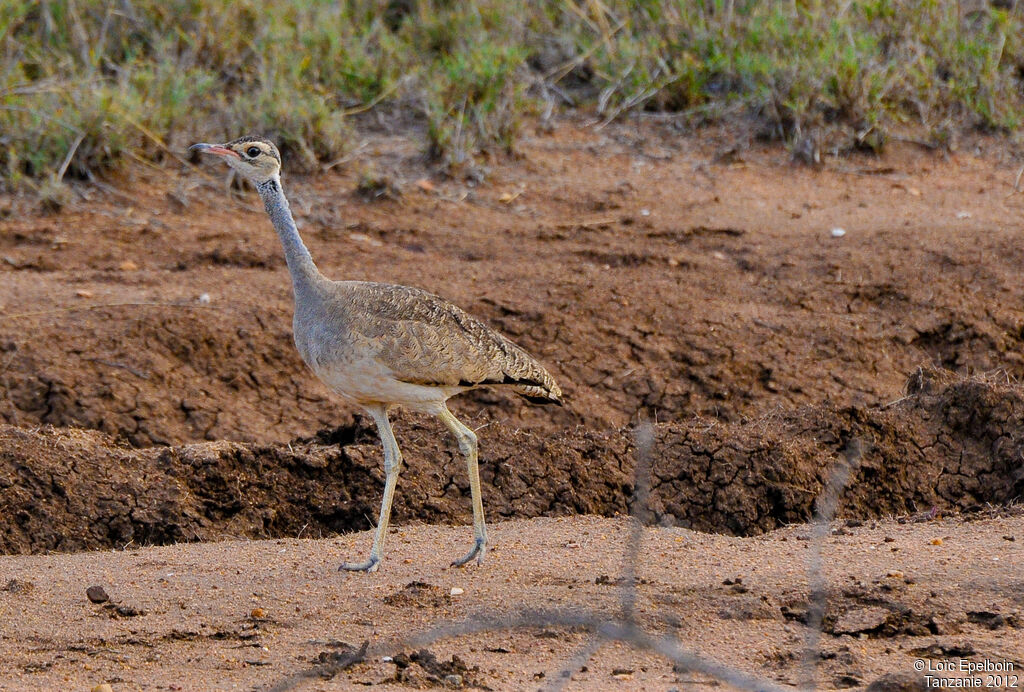 White-bellied Bustard