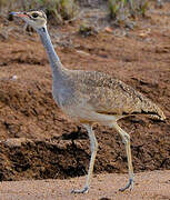 White-bellied Bustard