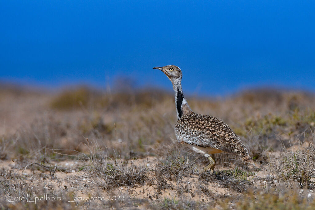 Outarde houbara