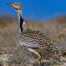 Outarde houbara