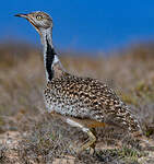 Outarde houbara