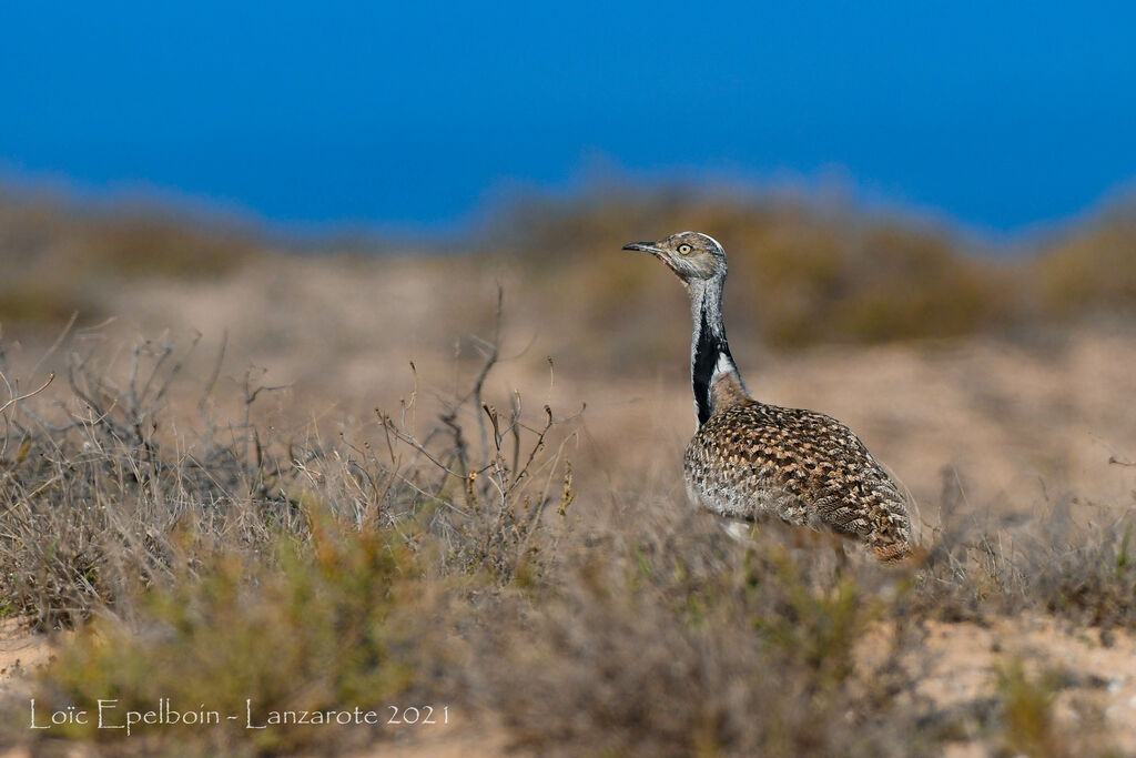 Outarde houbara