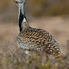 Outarde houbara
