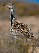 Houbara Bustard