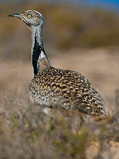 Outarde houbara