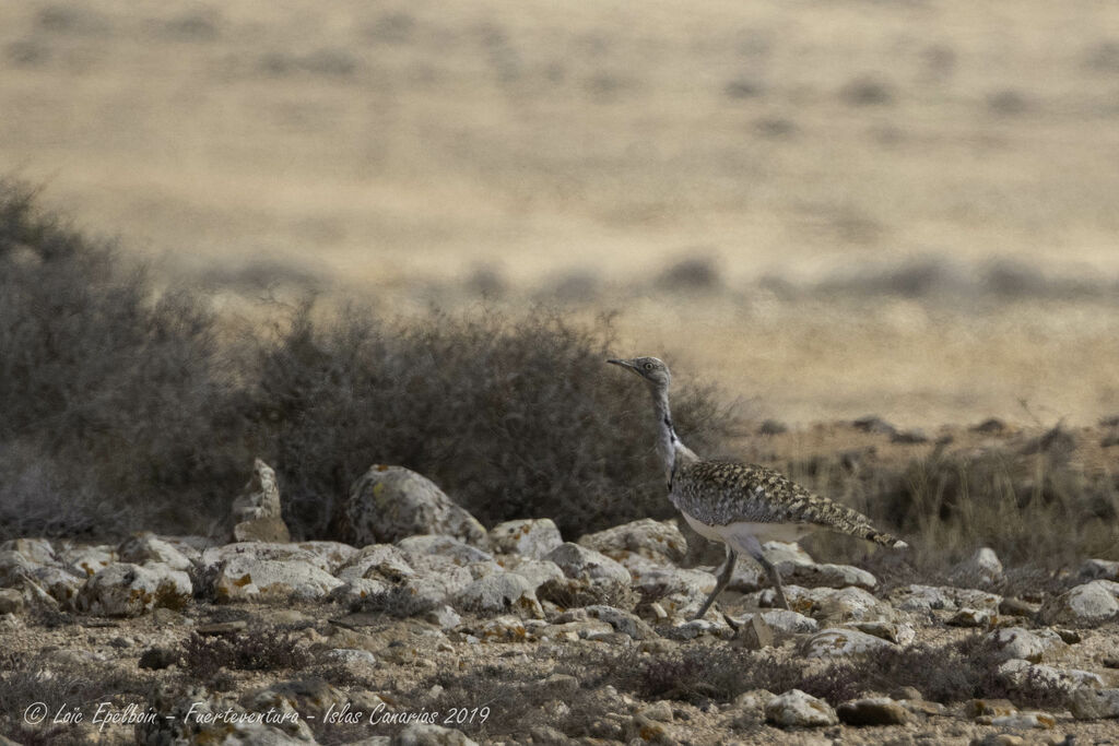 Houbara Bustard