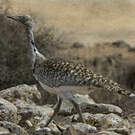Outarde houbara
