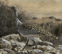 Houbara Bustard