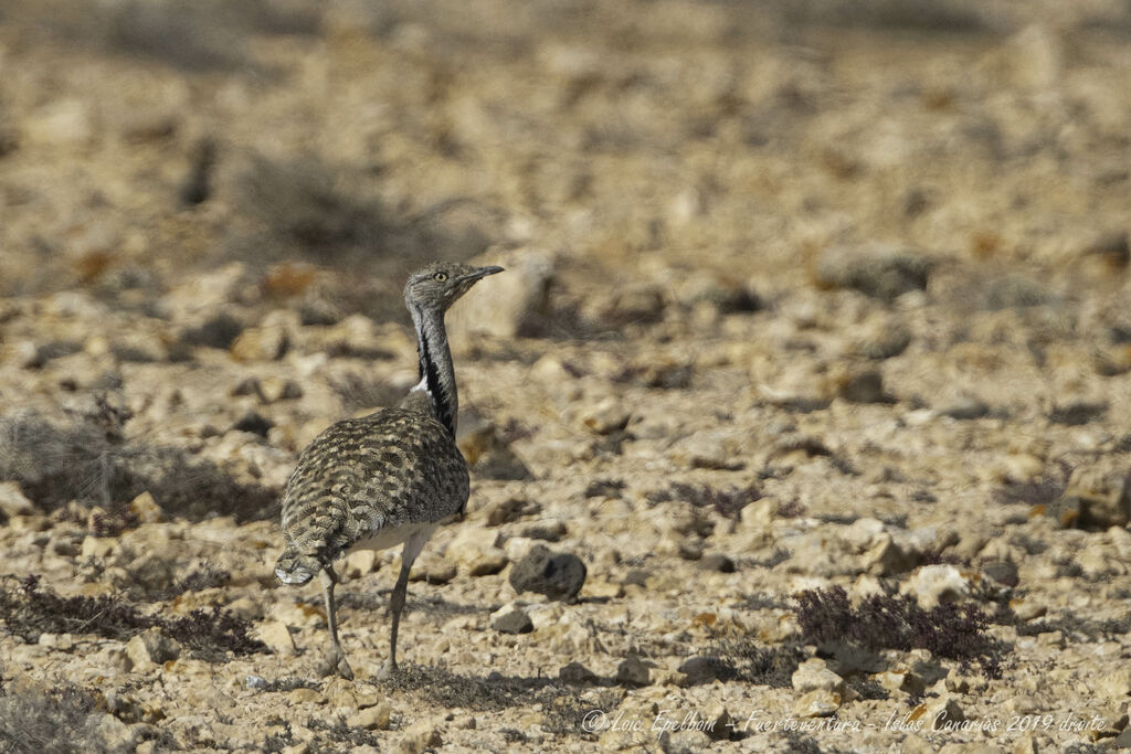 Outarde houbara