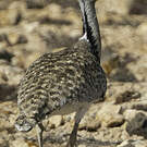 Outarde houbara