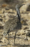 Houbara Bustard