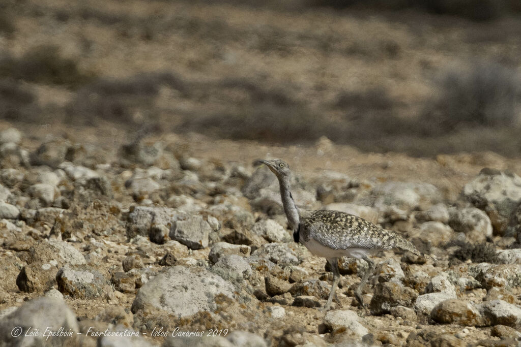 Outarde houbara